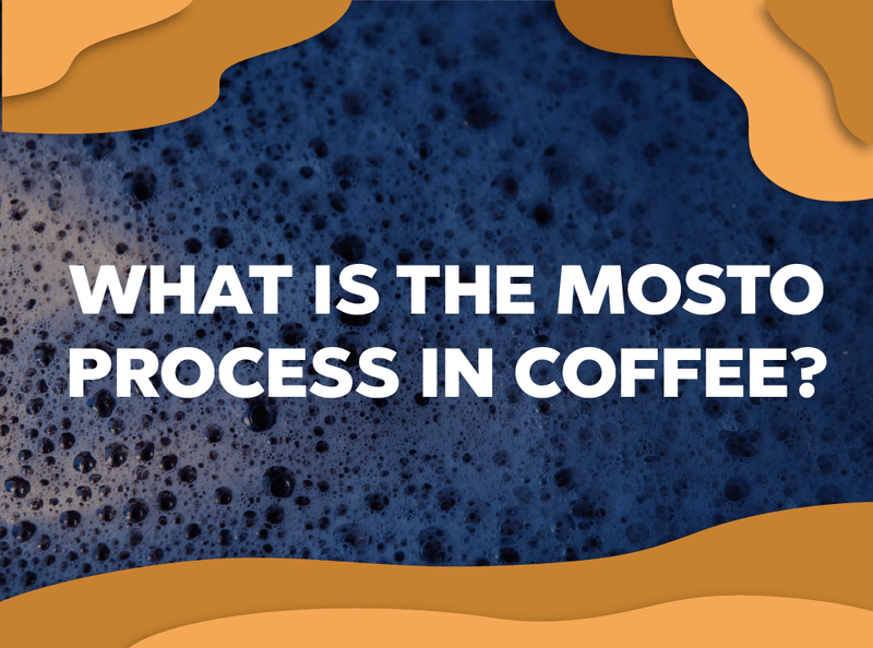 What is the mosto process in coffee? - Forest Coffee 