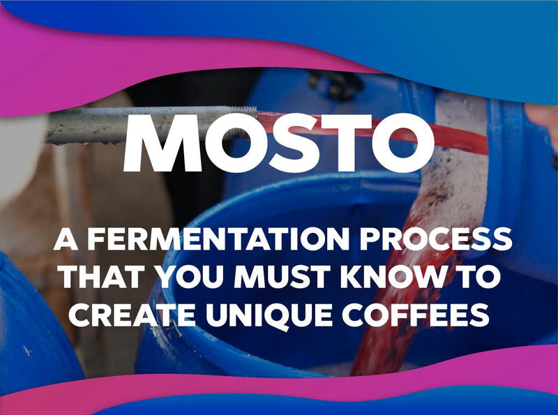 Mosto fermentation process - Forest Coffee 