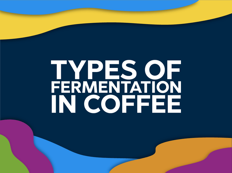 Types of fermentation in coffee - Forest Coffee 