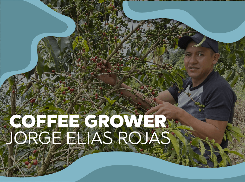 1018px x 757px - Coffee grower | Jorge Elias Rojas - Forest Coffee