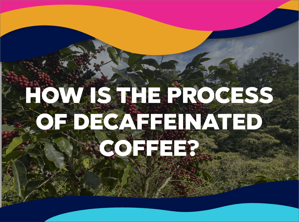 How is the process of decaffeinated coffee? - Forest Coffee