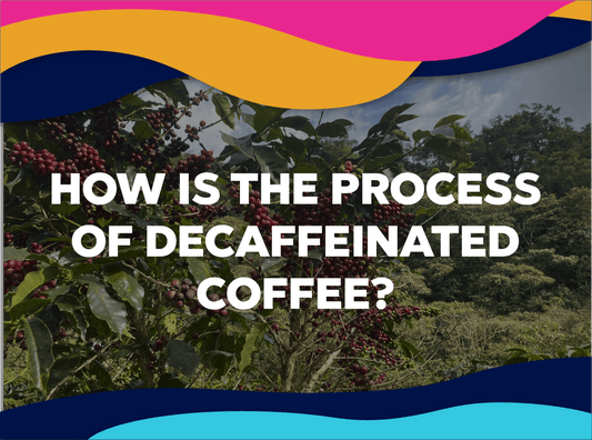 How is the process of decaffeinated coffee? - Forest Coffee 