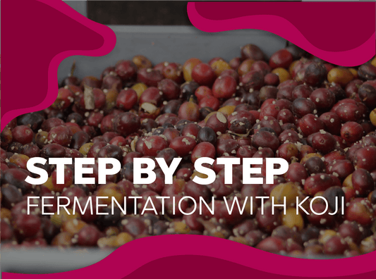 Step by step fermentation with koji - Forest Coffee 