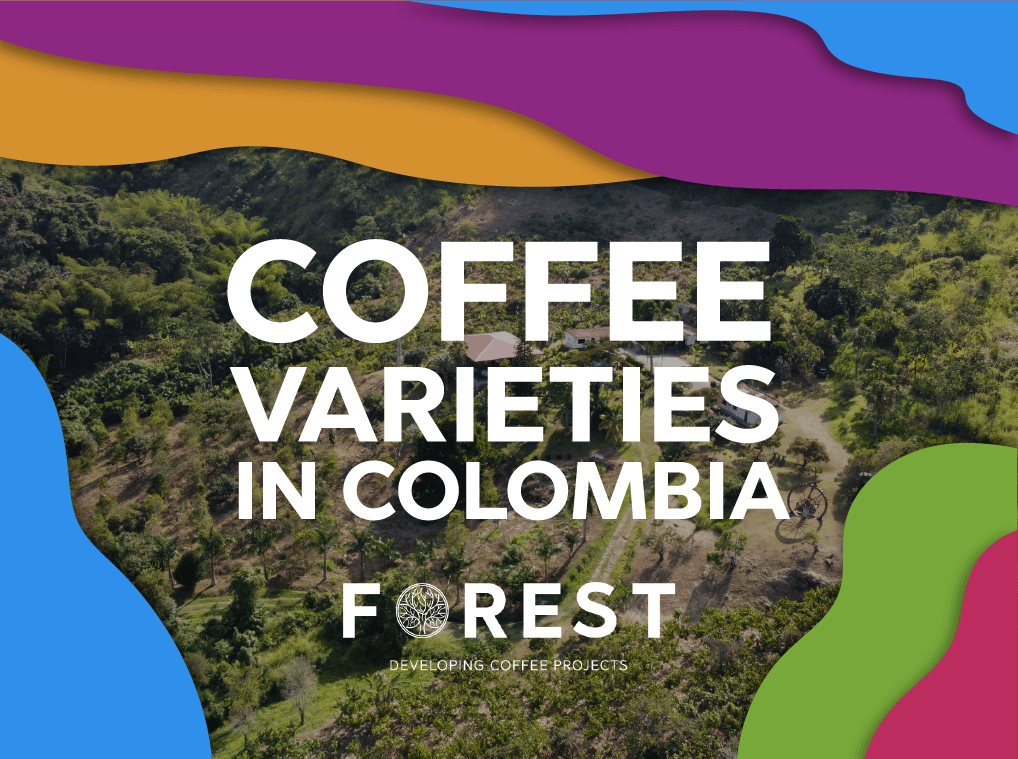 Coffee Varieties in Colombia - Forest Coffee