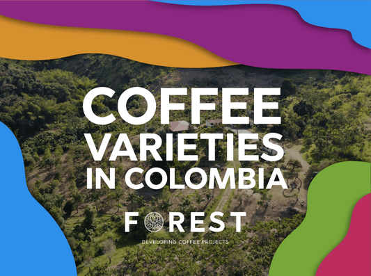 Coffee Varieties in Colombia - Forest Coffee 