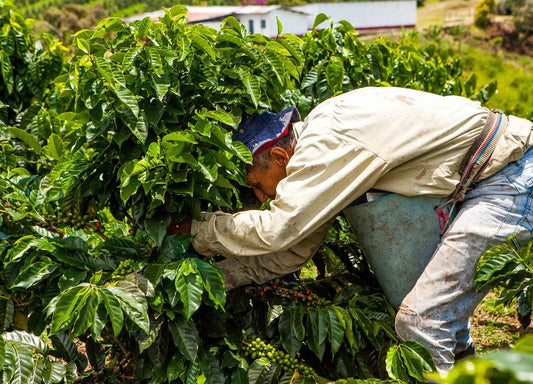 Coffee farm worker harvesting ripe cherry from the coffee tree