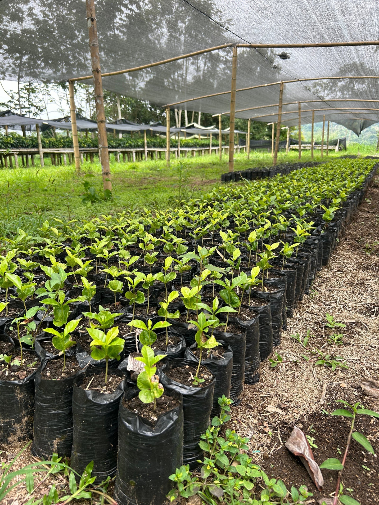 The First Stage of Coffee Production: A Technical Guide to Cultivation