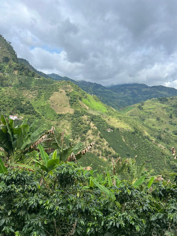 Colombian Coffee Harvest 2026: The Impact of Pluviometric Regimes on High-Altitude Coffee Farming