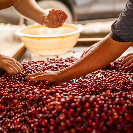 a lot of coffee cheries in a table and two hands selecting the ripe ones