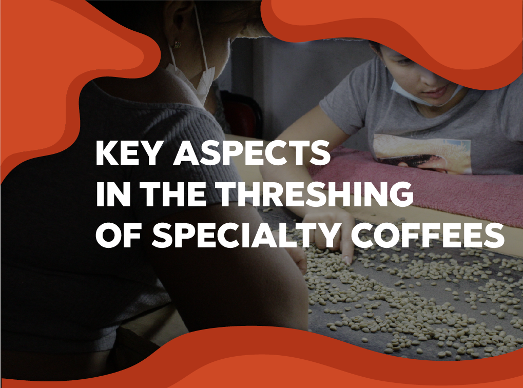 BLOG TEMPLATE - Forest Coffee