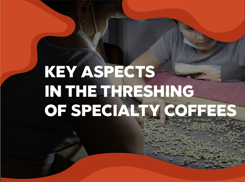 BLOG TEMPLATE - Forest Coffee