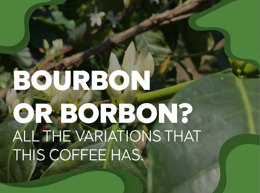 ¿Bourbon Or Borbon? Did you know all the variations that this coffee has? - Forest Coffee 