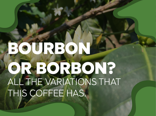 ¿Bourbon Or Borbon? Did you know all the variations that this coffee has? - Forest Coffee 