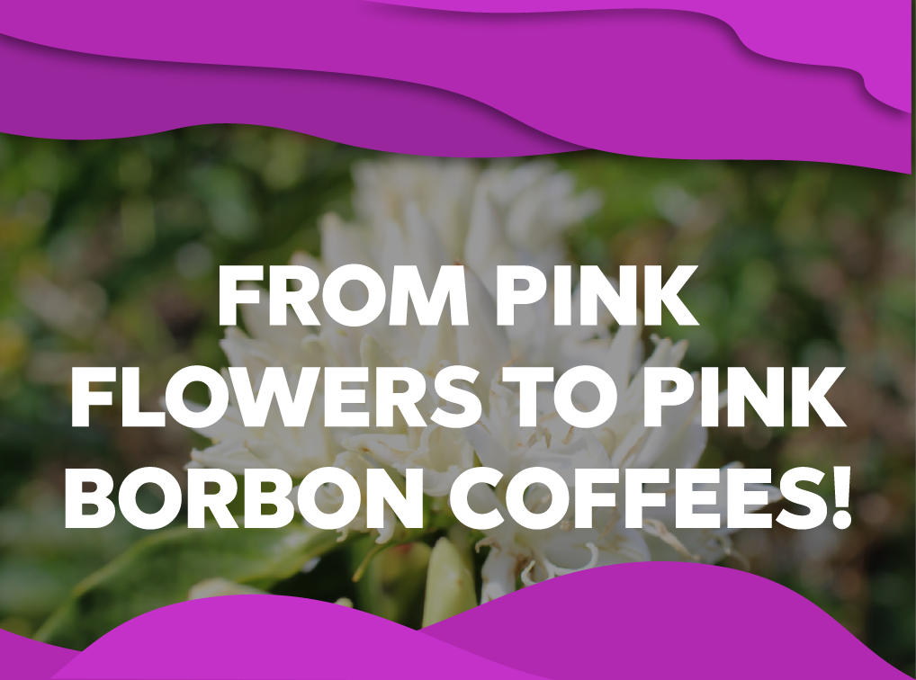 From pink flowers to pink Borbon coffees! - Forest Coffee
