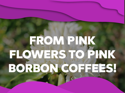 From pink flowers to pink Borbon coffees! - Forest Coffee 