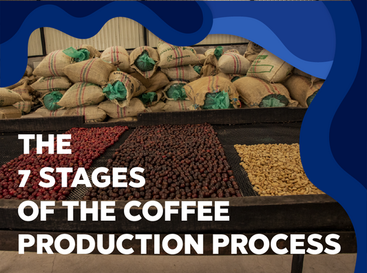The 7 stages of the coffee production process - Forest Coffee 