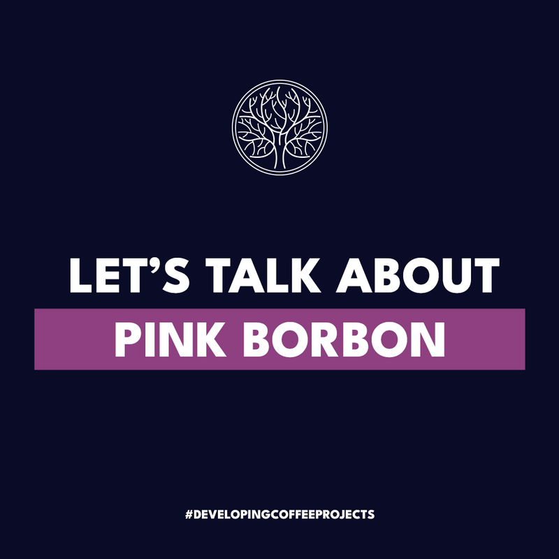 Exploring Coffee Nuances: The Fascinating Journey of Pink Bourbon and the Dilemma Between Uniformity and Genetic Diversity in the Coffee Industry
