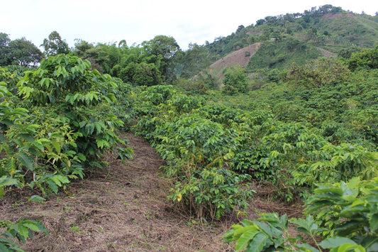 a coffee farm full of coffee trees and a mountain landscape