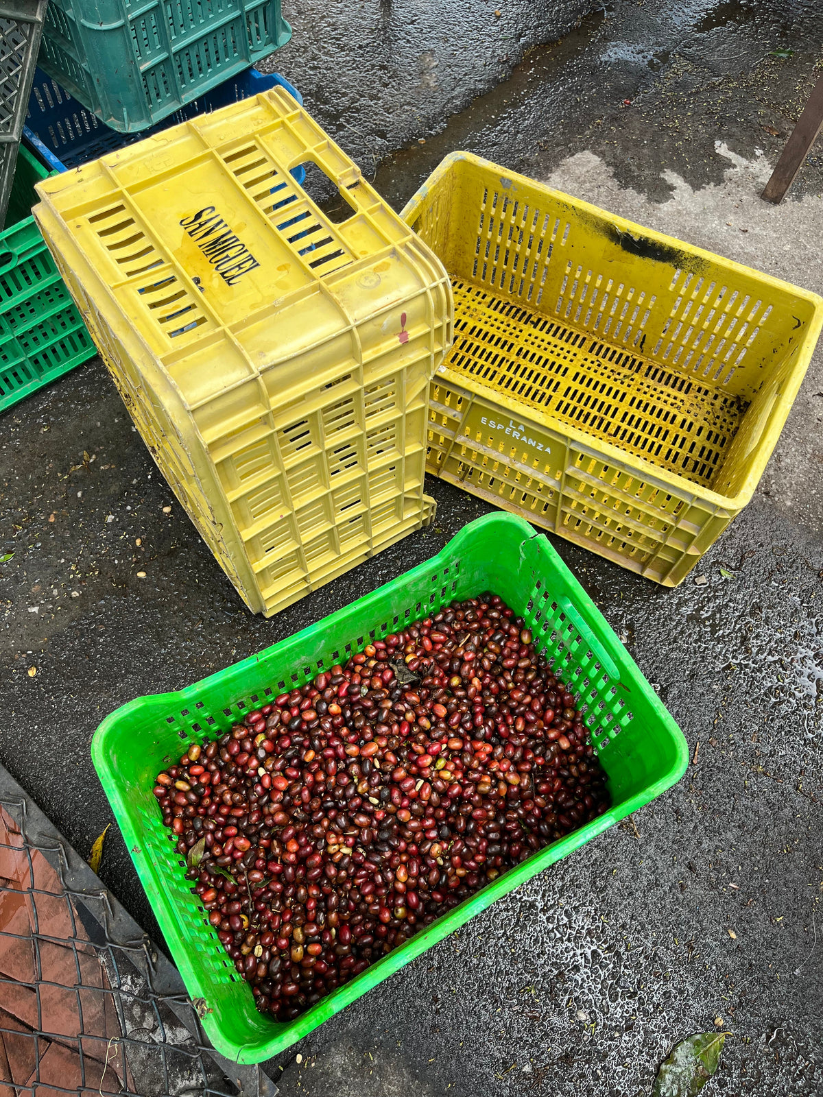 Hybrid Coffee Varieties in Colombia: The Future of Specialty Coffee in 2026