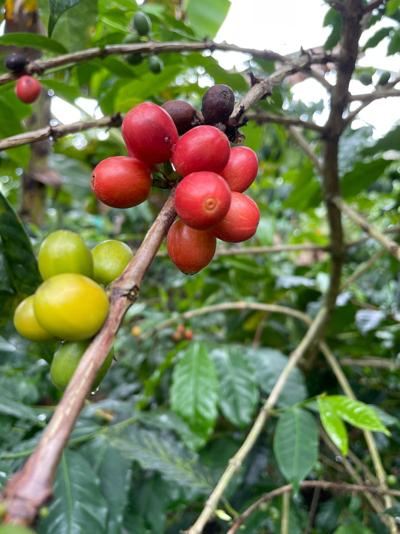 Specialty Coffee Trends 2026:  Insights for Roasters & Green Buyers