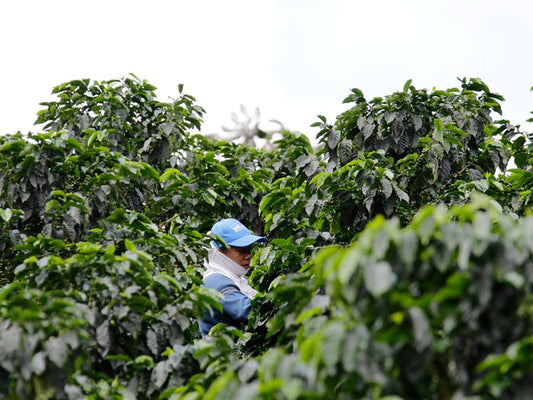 COLOMBIA-U.S. TRADE RELATIONS STRENGTHENED: IMPACT ON COFFEE EXPORTS AND MARKET PRICES