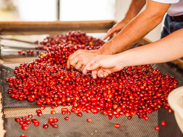 WHY IS IMPORTANT FOR COFFEE ROASTERS AND GREEN COFFEE BUYERS TO UNDERSTAND THE C-MARKET?