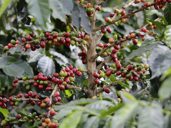COLOMBIAN COFFEE INDUSTRY IN 2025: NAVIGATING RECORD GROWTH, CLIMATE RISKS, AND TRADE PRESSURES