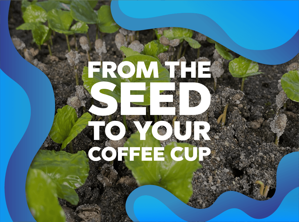 From the seed to your cup of coffee. - Forest Coffee 
