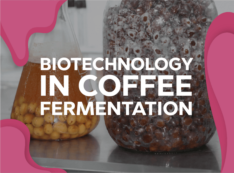 Biotechnology in Coffee Fermentation - Forest Coffee