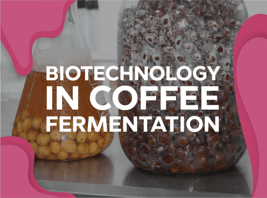 Biotechnology in Coffee Fermentation - Forest Coffee 