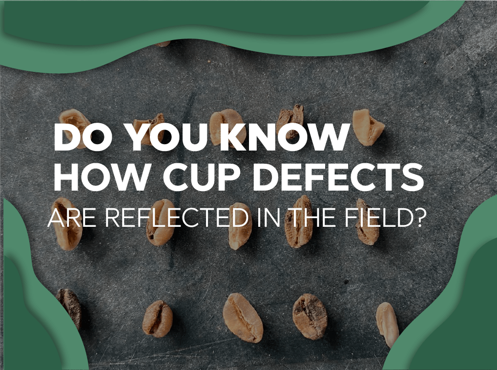 How cup defects are reflected in the field - Forest Coffee