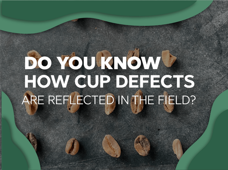 How cup defects are reflected in the field - Forest Coffee