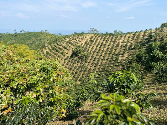 COFFEE PRICES HIT NEW RECORDS IN NOVEMBER 2024: WHAT THIS MEANS FOR THE INDUSTRY