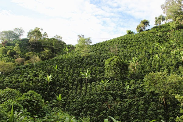 UNDERSTANDING ORGANIC COFFEE: BENEFITS, CERTIFICATION, AND WHY IT MATTERS