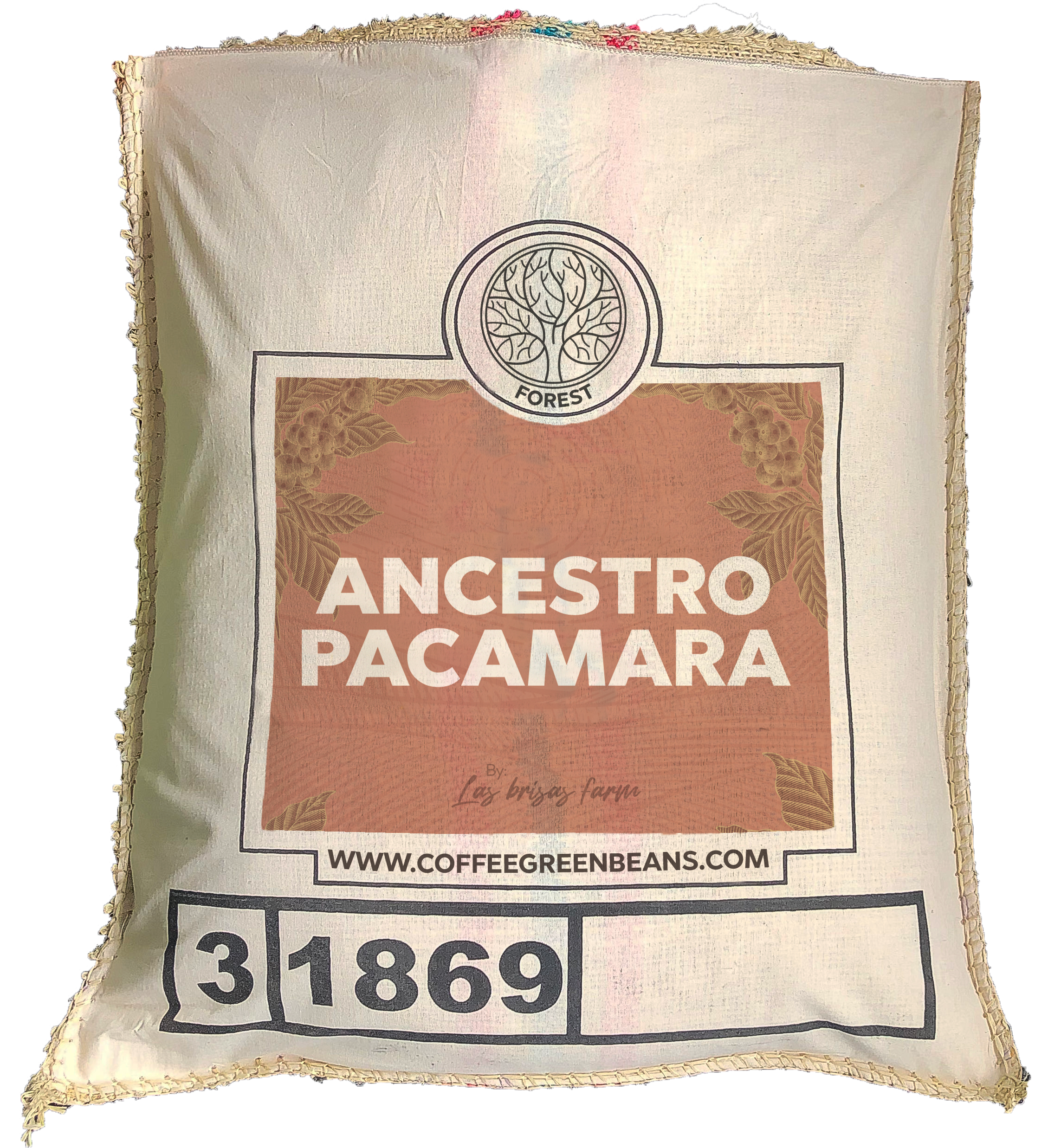 ANCESTRO PACAMARA