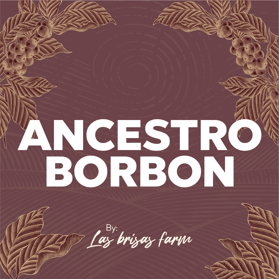 ANCESTRO BORBON HONEY - Forest Coffee 