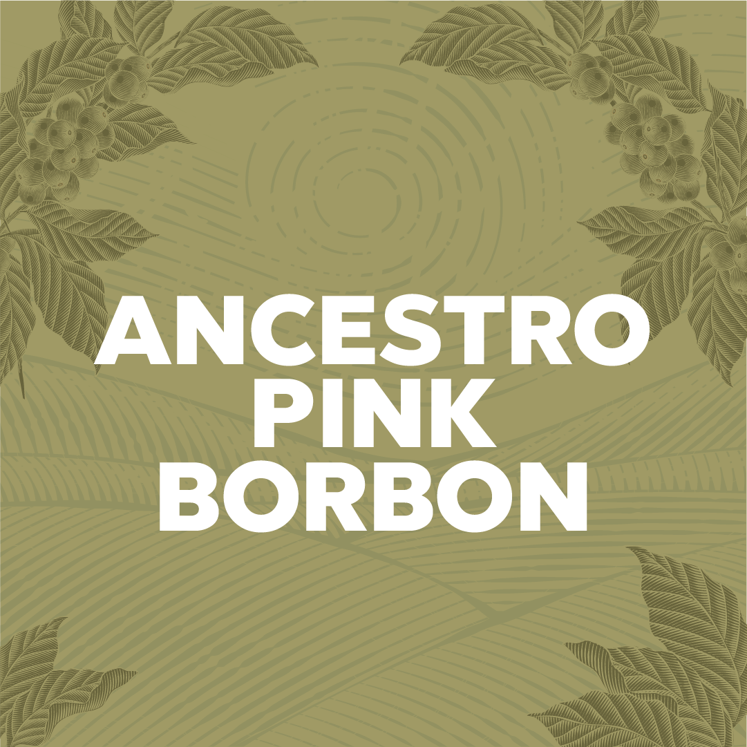 ANCESTRO PINK BORBON - Forest Coffee 