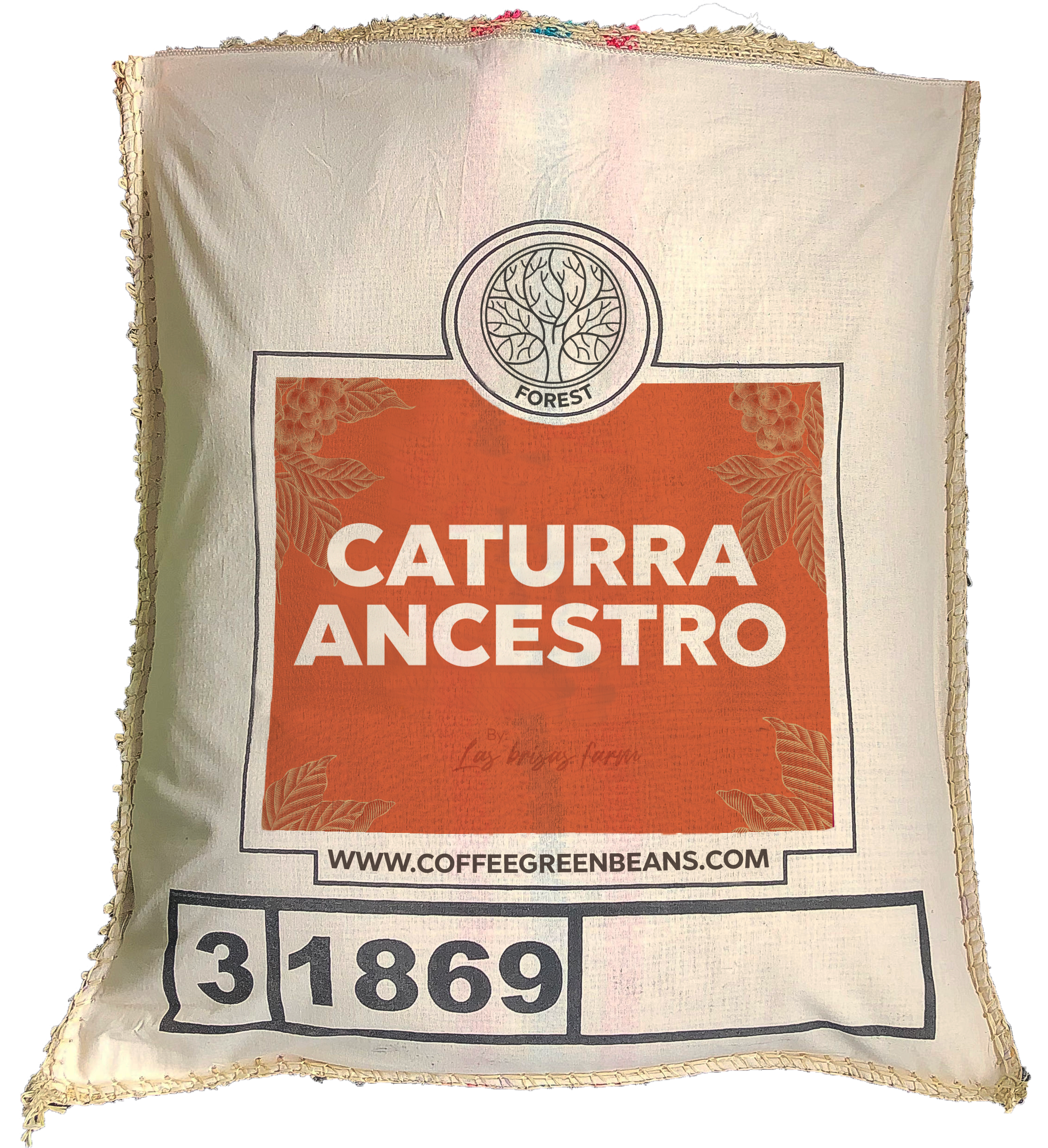 ANCESTRO CATURRA - Forest Coffee 