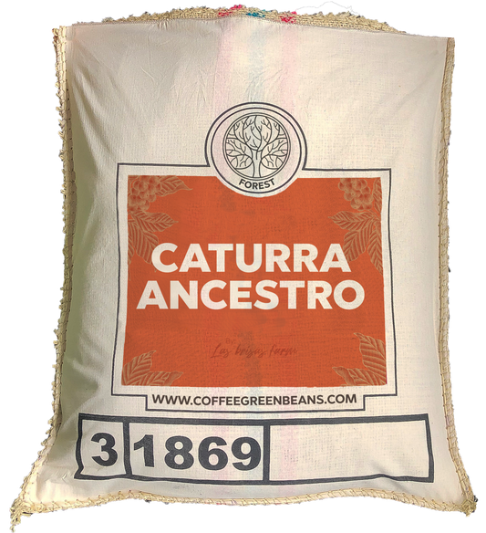 ANCESTRO CATURRA - Forest Coffee 