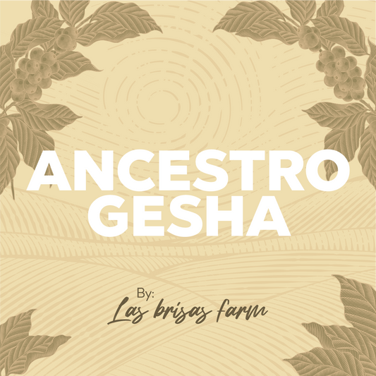 ANCESTRO GESHA - Forest Coffee 