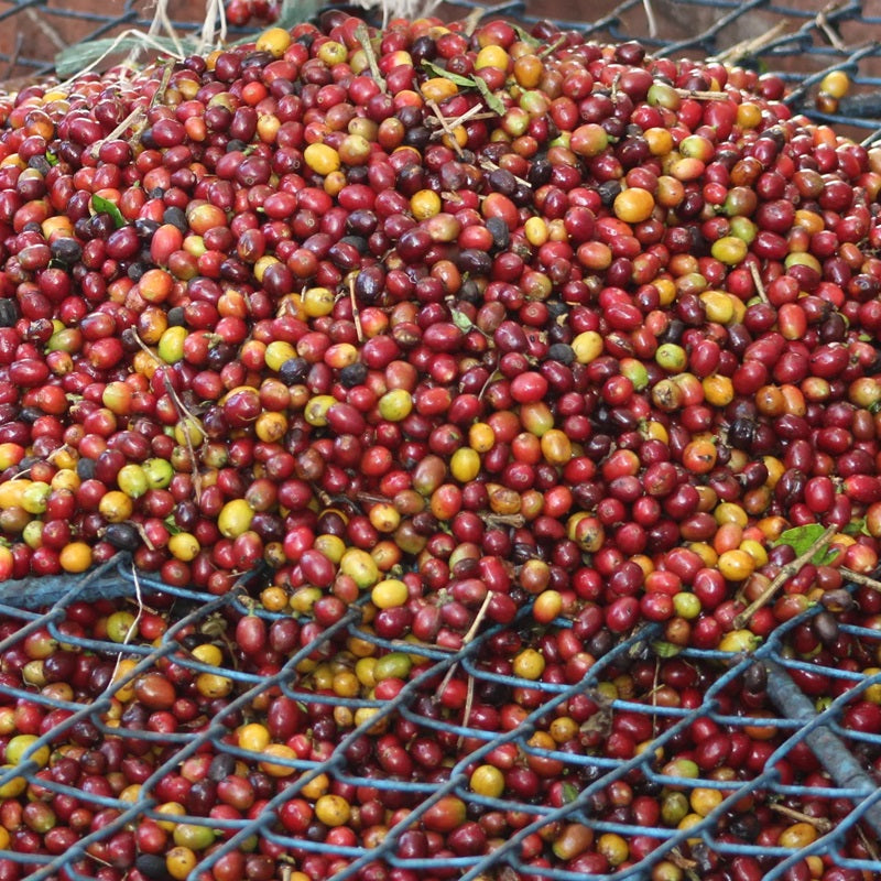 Tropical Splash: Natural Pink Borbon Colombian Green Coffee Beans