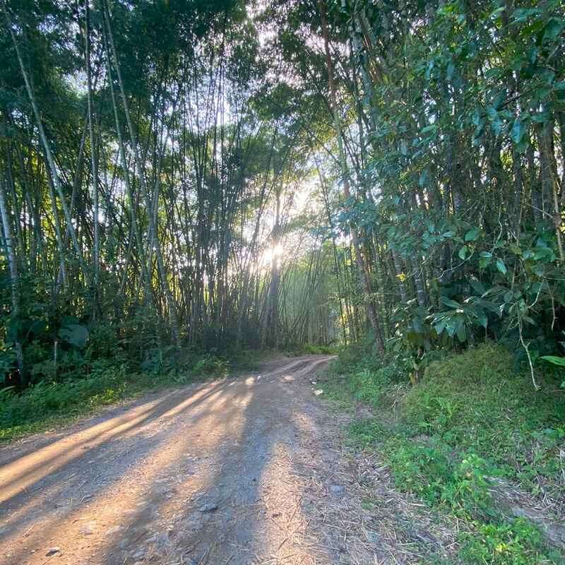 SL28 EL VERGEL - Forest Coffee