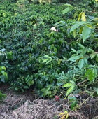 PACAMARA THE GIANT