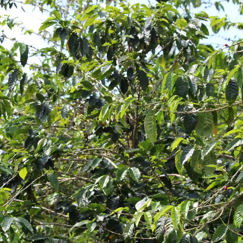 PACAMARA INMACULADA