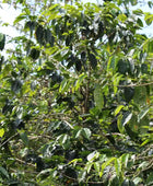 PACAMARA INMACULADA