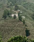 PAPAYO INMACULADA