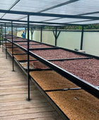 CATURRA NOGALES LOW CAF