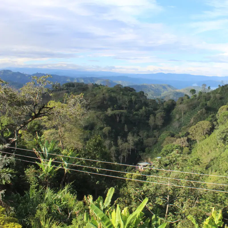 CATURRA NOGALES DECAF