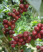 CATURRA NOGALES LOW CAF