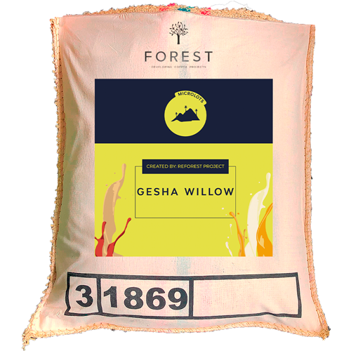 GESHA WILLOW